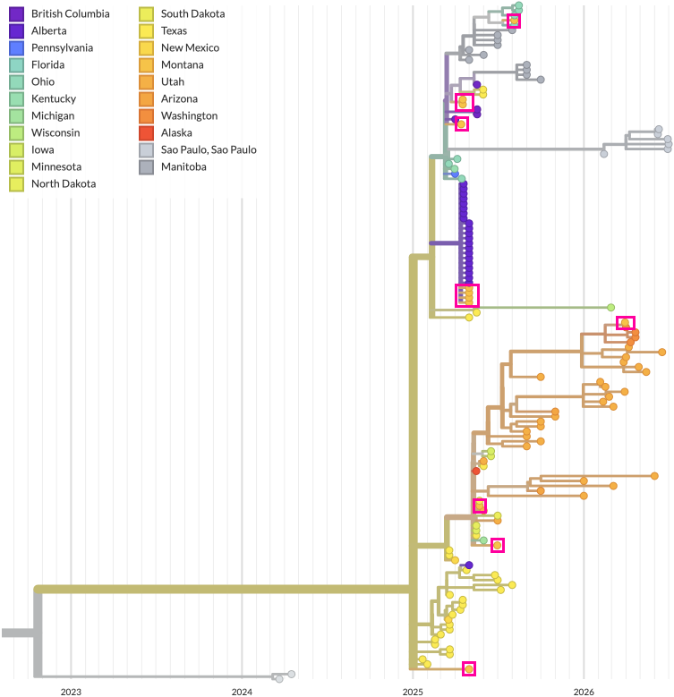 ncov-analyses